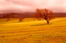 Cloudy Trees. Creator: Robert Manno
