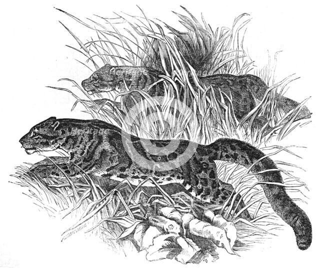 Clouded Tigers, in the Zoological Society's Gardens, Regent's-Park, 1854. Creator: Unknown.