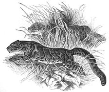 Clouded Tigers, in the Zoological Society's Gardens, Regent's-Park, 1854. Creator: Unknown