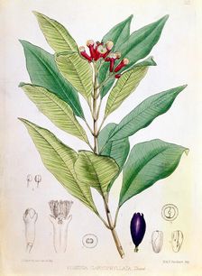 Clove, flower bud of Syzygium aromaticum (Eugenia carophyllata). Artist: D Blair