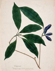 Clove plant (Syzygium aromaticum): stem with flower buds, c1833. Creator: Unknown