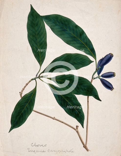 Clove plant (Syzygium aromaticum): stem with flower buds, c1833. Creator: Unknown.