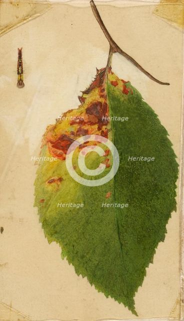 Crumpled and Withered Leaf Edge Mimicking Caterpillar..., late 19th-early 20th century. Creator: Emma Beach Thayer.