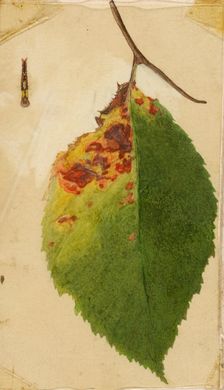 Crumpled and Withered Leaf Edge Mimicking Caterpillar..., late 19th-early 20th century. Creator: Emma Beach Thayer