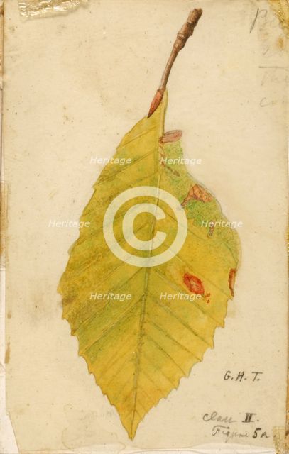 Crumpled and Withered Leaf Edge Mimicking Caterpillar..., late 19th-early 20th century. Creator: Emma Beach Thayer.
