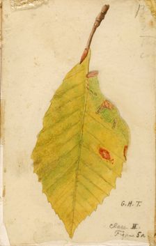 Crumpled and Withered Leaf Edge Mimicking Caterpillar..., late 19th-early 20th century. Creator: Emma Beach Thayer
