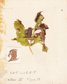 Crumpled Leaf Caterpillar..., late 19th-early 20th century. Creator: Emma Beach Thayer