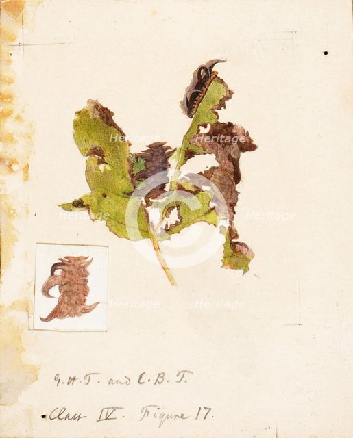 Crumpled Leaf Caterpillar..., late 19th-early 20th century. Creator: Emma Beach Thayer.