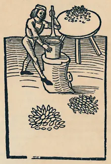 Crushing Herbs in a Mortar 1947