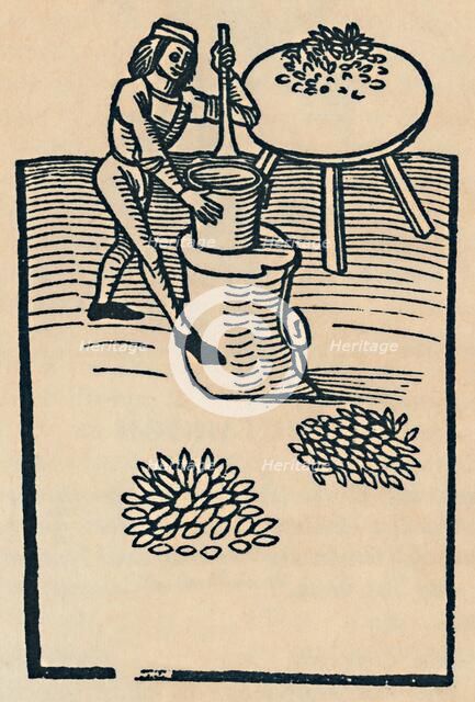 'Crushing Herbs in a Mortar', 1947. Artist: Unknown.