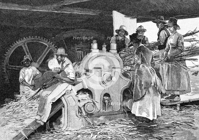 Crushing the Cane, 1886.Artist: W Mollier