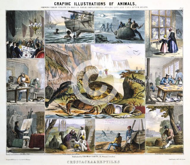 'Crustacea and Reptiles', c1850. Artist: Robert Kent Thomas 