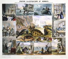 Crustacea and Reptiles c1850. Artist: Robert Kent Thomas