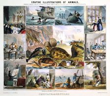 Crustacea and Reptiles c1850. Creator: Robert Kent Thomas