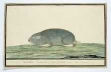 Cryptomys hottentotus (Common mole-rat), 1778. Creator: Robert Jacob Gordon