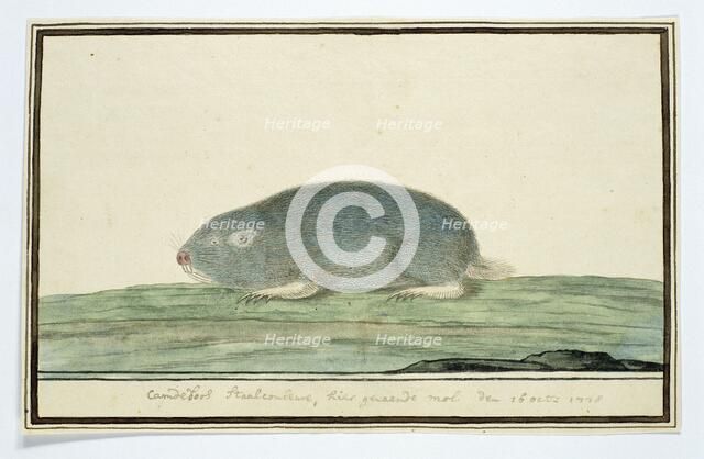 Cryptomys hottentotus (Common mole-rat), 1778. Creator: Robert Jacob Gordon.