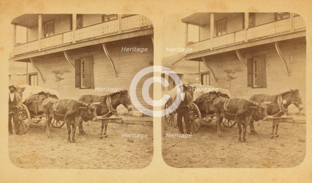 Cracker teams, c1850-c1930. Creator: D. J. Ryan.