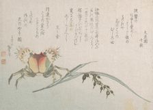Crab and Rice Plant, 19th century. Creator: Hokusai