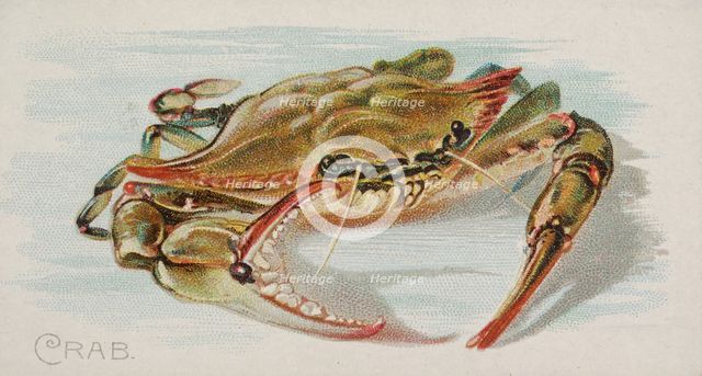 Crab, from the Fish from American Waters series (N8) for Allen & Ginter Cigarettes Brands, 1889. Creator: Allen & Ginter.