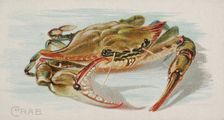 Crab, from the Fish from American Waters series (N8) for Allen & Ginter Cigarettes Brands, 1889. Creator: Allen & Ginter
