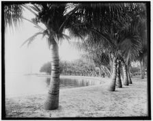 Cragin's, Lake Worth, Fla., c1894. Creator: William H. Jackson