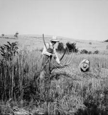 Cradling wheat near Christianburg, Virginia, 1936. Creator: Dorothea Lange