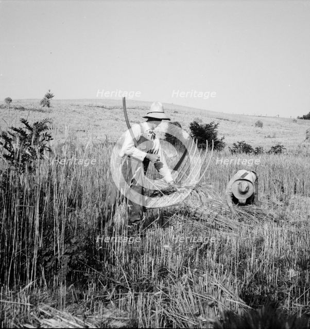Cradling wheat near Christianburg, Virginia, 1936. Creator: Dorothea Lange.