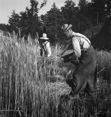 Cradling wheat near Christianburg, Virginia, 1936. Creator: Dorothea Lange