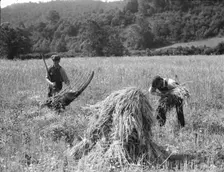 Cradling wheat near Sperryville, Virginia., 1936. Creator: Dorothea Lange