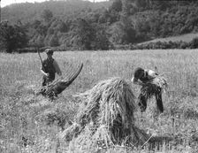 Cradling wheat near Sperryville, Virginia., 1936. Creator: Dorothea Lange