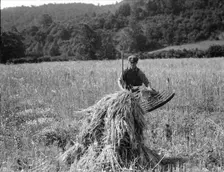 Cradling wheat near Sperryville, Virginia, 1936. Creator: Dorothea Lange