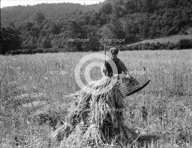 Cradling wheat near Sperryville, Virginia, 1936. Creator: Dorothea Lange.
