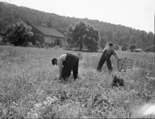 Cradling wheat near Sperryville, Virginia, 1936. Creator: Dorothea Lange