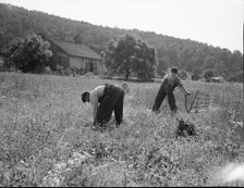 Cradling wheat near Sperryville, Virginia, 1936. Creator: Dorothea Lange