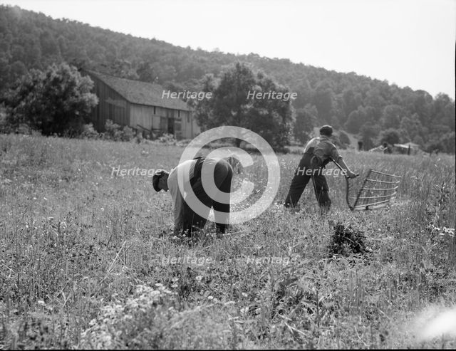 Cradling wheat near Sperryville, Virginia, 1936. Creator: Dorothea Lange.