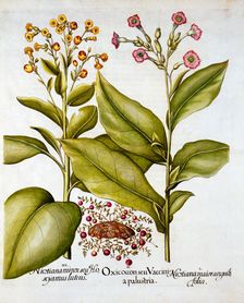 Cranberry and Flowering Tobacco, from Hortus Eystettensis by Basil Besler (1561-1629), pub. 1613