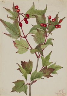 Cranberrybush (Viburnum pauciflorum), 1923. Creator: Mary Vaux Walcott