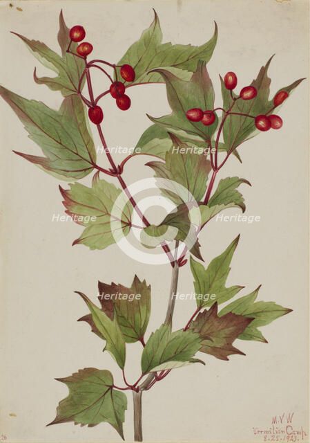 Cranberrybush (Viburnum pauciflorum), 1923. Creator: Mary Vaux Walcott.