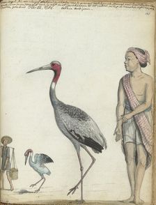 Crane, 1784. Creator: Jan Brandes