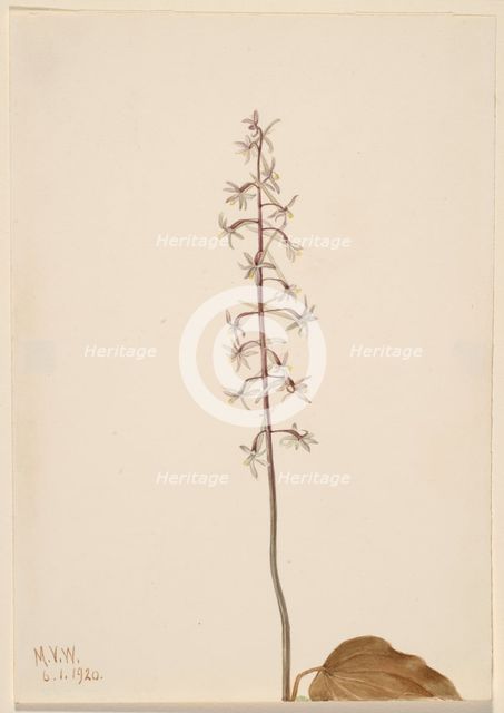 Crane-Fly Orchis (Tipularia uniflora), 1920. Creator: Mary Vaux Walcott.