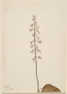 Crane-Fly Orchis (Tipularia uniflora), 1920. Creator: Mary Vaux Walcott
