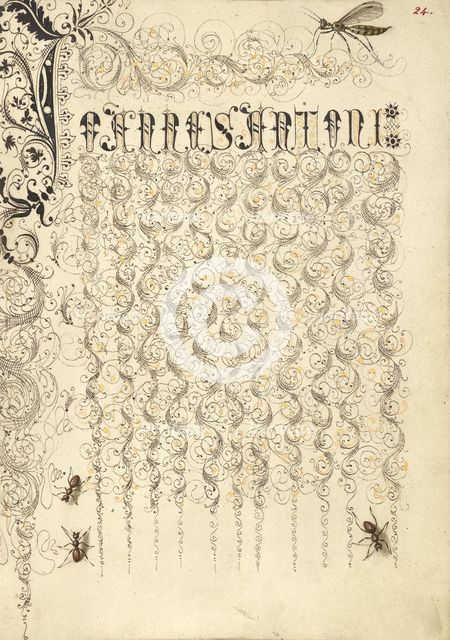 Crane Fly and Ants; Mira calligraphiae monumenta, 1561-1562; illumination added 1591-1596. Creator: Joris Hoefnagel.