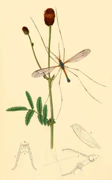 Crane-Fly: Tipula longicornis 1834, (1945). Creator: John Curtis