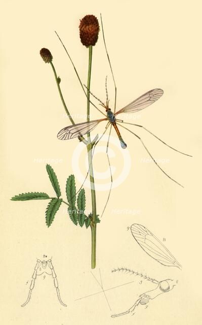 'Crane-Fly: Tipula longicornis', 1834, (1945).  Creator: John Curtis.