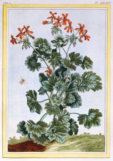 Cranesbill, pub. 1776. Creator: Pierre Joseph Buchoz (1731-1807)