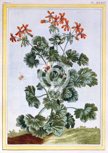 Cranesbill,  pub. 1776. Creator: Pierre Joseph Buchoz (1731-1807).