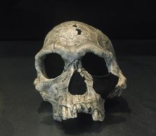 Cranium, Homo Habilis, Fossil KNM ER 1813, 1.9 milliions years old, Koobi Fora, Kenya, Africa (2001) Creator: LTL