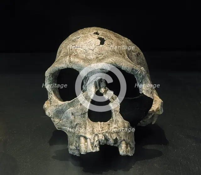 Cranium, Homo Habilis, Fossil KNM ER 1813, 1.9 milliions years old, Koobi Fora, Kenya, Africa (2001) Creator: LTL.