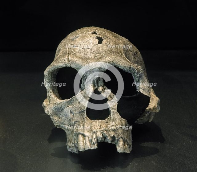 Cranium, Homo Habilis, Fossil KNM ER 1813, 1.9 milliions years old, Koobi Fora, Kenya, Africa (2001) Creator: LTL.