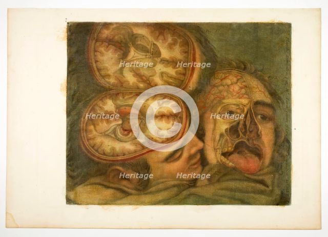 Cranial Dissection, plate five from Anatomy of the Head, in Printed Paintings, 1748. Creator: Jacques Fabian Gautier Dagoty.